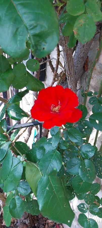 Casetta Delle Rose Ассізі Екстер'єр фото